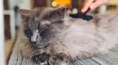 Защо котката пада в вълна?